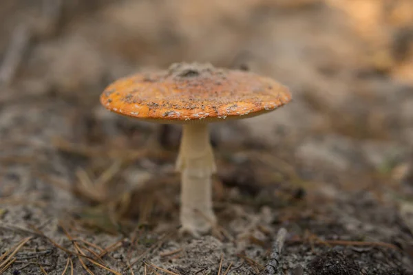 Detail Toxic Mushroom Called Amanita Growing Sandy Ground Forest Sunny — Stock Photo, Image