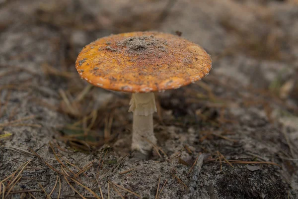 Detail Toxic Mushroom Called Amanita Growing Sandy Ground Forest Sunny — Stock Photo, Image