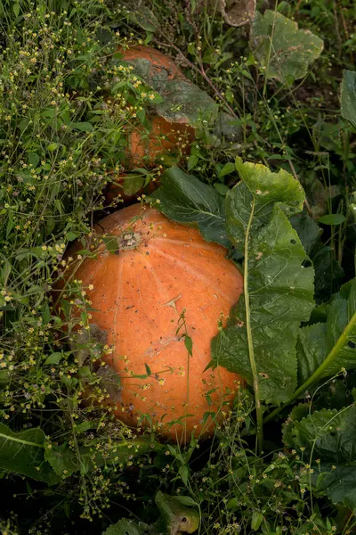 秋の間に植物の間で成長しているカボチャのクローズ アップ — ストック写真