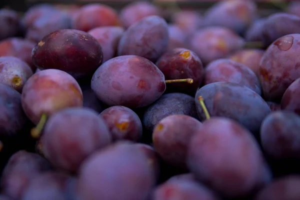 close up of large number of damson plums with selective focus