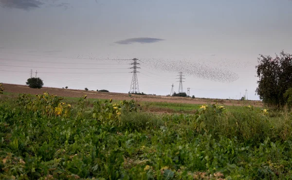 Αγροτικού Τοπίου Κοπάδι Των Πουλιών Που Πετούν Πάνω Από Πεδία — Φωτογραφία Αρχείου