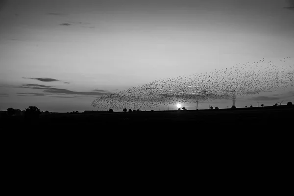 Svartvitt Foto Flock Fåglar Som Flyger Över Fälten Solnedgången — Stockfoto