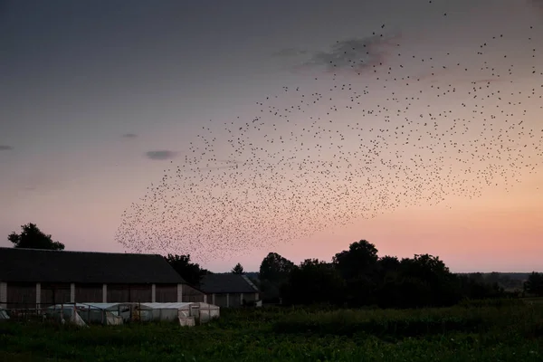 村と澄んだ空を飛ぶ鳥の群れ — ストック写真