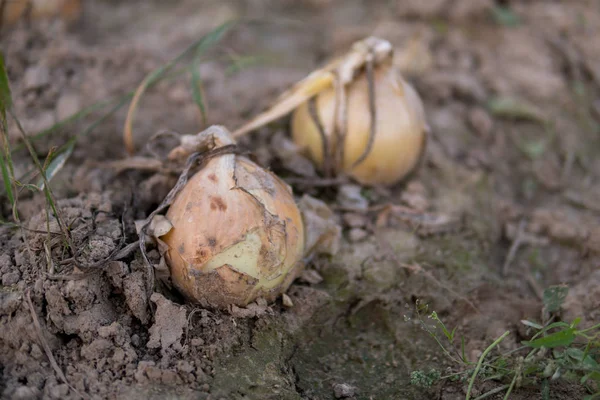 Ecological Onion Growing Ground End Summer — Stock Photo, Image