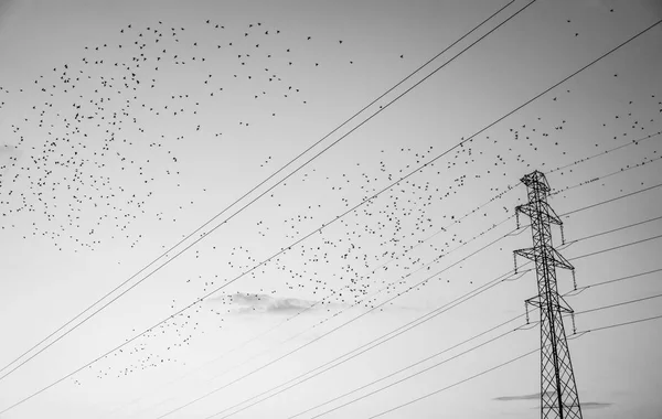 Flock Fåglar Börjar Flyga Från Hög Spänning Ledningar — Stockfoto