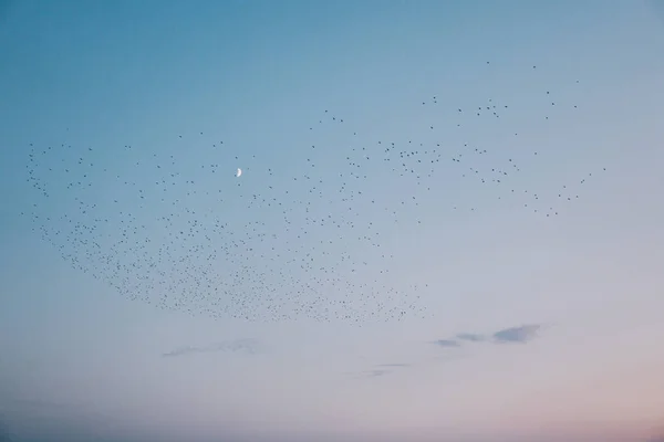 Troupeau Oiseaux Noirs Volant Dessus Ciel Clair Avec Une Lune — Photo