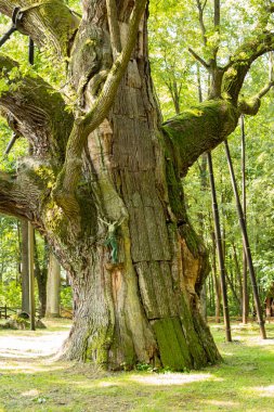 Polonya'daki en eski meşe ağacının ayrıntı bartek adlı