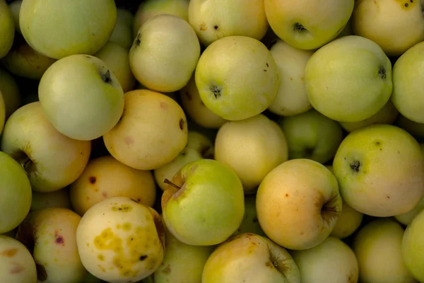 Large Number White Transparent Apples Environmental Friendly Cultivation — Stock Photo, Image