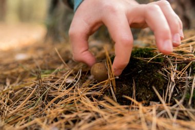 Yosun ve iğne ile toprakta büyüyen bir xerocomus mantar toplarken el detay