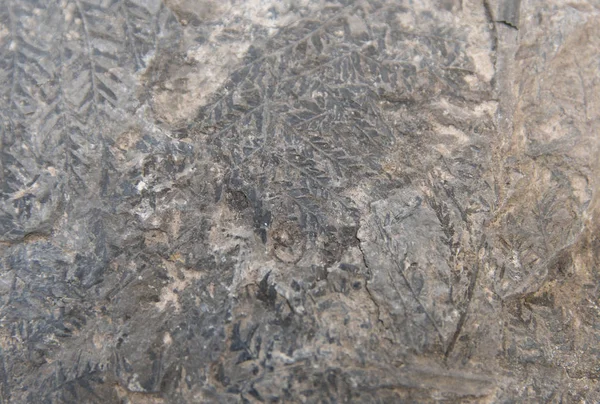 Extreme Nahaufnahme Von Fossil Aus Kohlensäurehaltigen Farnblättern — Stockfoto