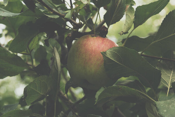 одно яблоко, висящее на ветке дерева между зелеными листьями

