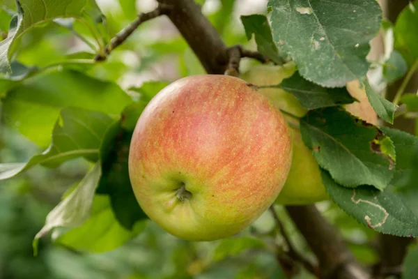 Single Apple Hanging Tree Branch Grean Leaves — Stock Photo, Image