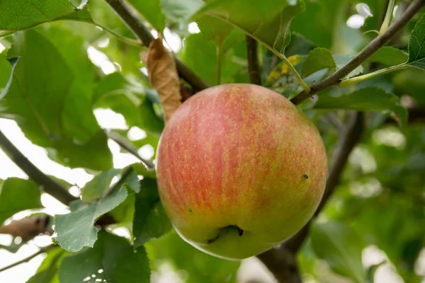 Single Apple Hanging Tree Branch Grean Leaves — Stock Photo, Image