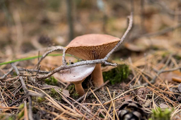 Mushrooms Ground Forest Autumn Season — Stock Photo, Image