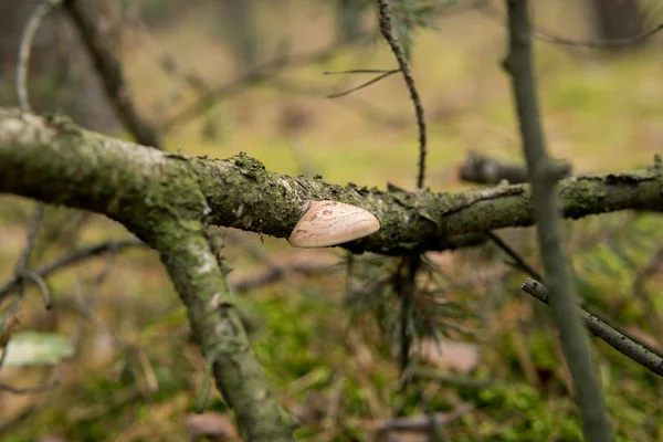 Setas Suelo Dentro Bosque Durante Temporada Otoño — Foto de Stock