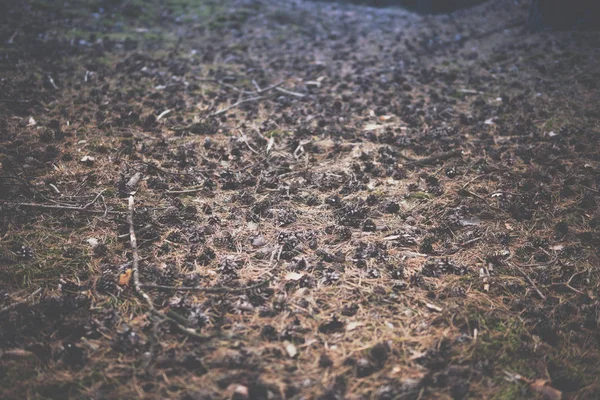 Egy Csomó Fenyőtobozok Szóló Föld Belsejében Egy Erdő — Stock Fotó