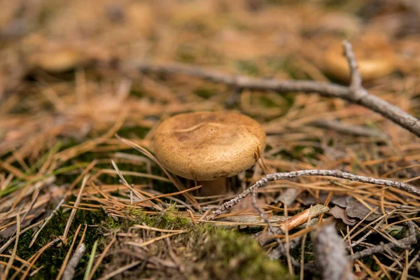 Mushrooms Ground Forest Autumn Season — Stock Photo, Image