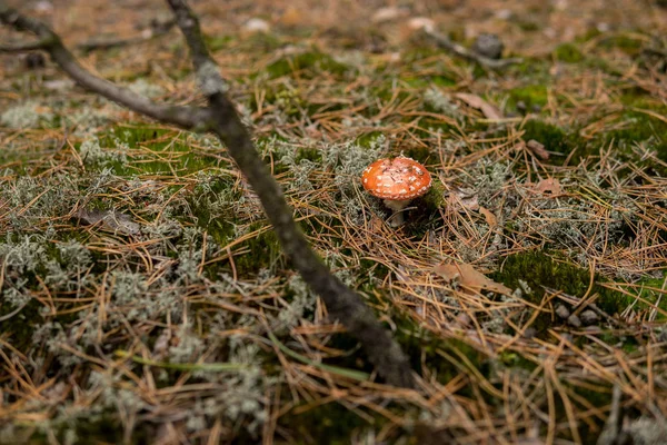 Amanita Muscaria Creciendo Bosque Suelo Con Musgo Agujas — Foto de Stock