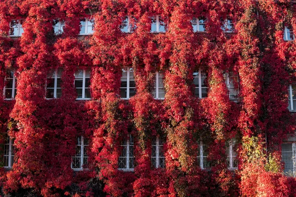 Fachada Construção Com Janelas Cobertas Virginia Rastejante Cores Vermelhas Durante — Fotografia de Stock