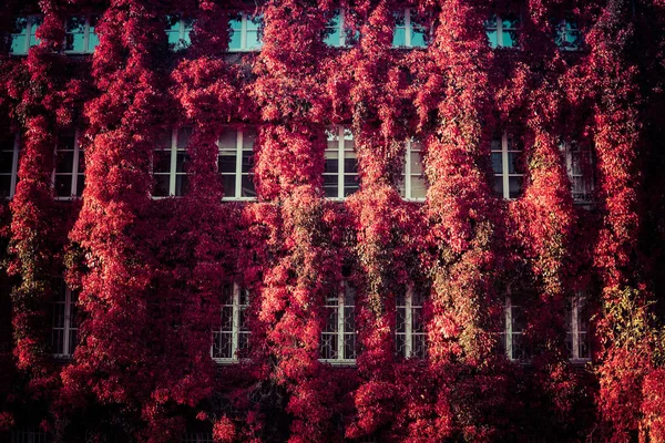 Façade Bâtiment Avec Fenêtres Couvertes Lierre Cinq Feuilles Couleurs Rouges — Photo