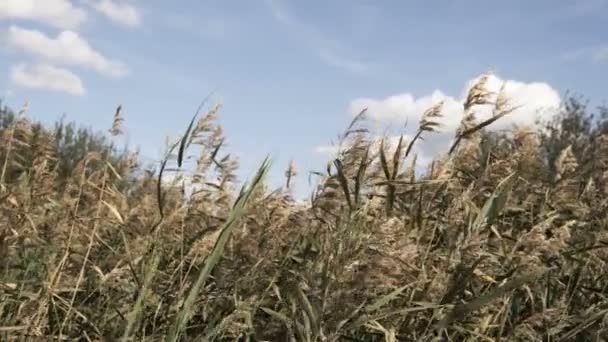 Detalles Las Fragmitas Balanceándose Viento Durante Día Soleado — Vídeos de Stock