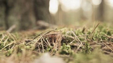 Ormanın içinde sıfırdan bir xerocomus tespit el yakın çekim