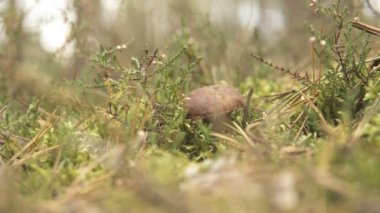 Ormanın içinde sıfırdan bir xerocomus tespit el yakın çekim