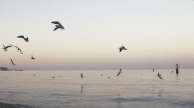 Yaz akşamı sırasında sakin denizi üzerinden uçan martıları sürüsü