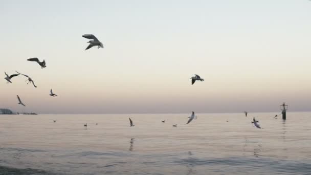 Зграя Чайок Літає Над Спокійним Морем Літній Вечір — стокове відео
