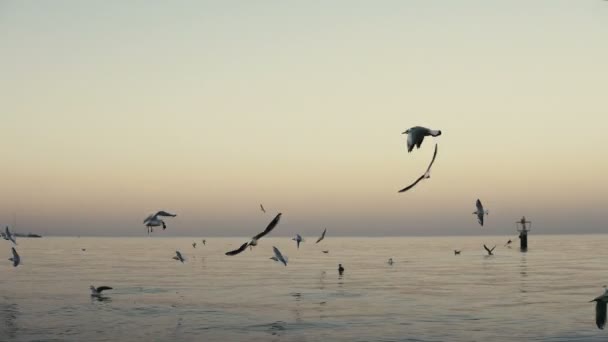 Kudde Van Meeuwen Vliegen Kalme Zee Tijdens Zomeravond — Stockvideo