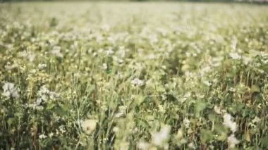 Güneşli gün boyunca bir alanda büyüyen Karabuğday, yakın çekim