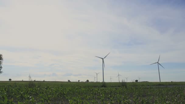 Landschap Met Windturbines Kleine Maïs Groeien Het Veld — Stockvideo