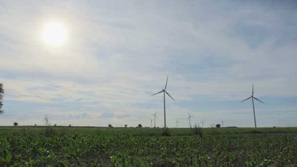 Landschap Met Windturbines Kleine Maïs Groeien Het Veld — Stockvideo