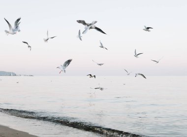Akşamları denizde uçan bir martı sürüsü.