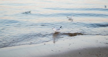 sığ sularda kumlu bir plaj üzerinde yürüme martı