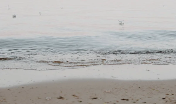 一天结束时 一群海鸥在平静的海面上游动 真正靠近沙滩 — 图库照片
