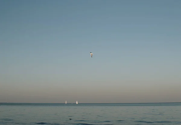 Única Gaivota Voando Sobre Mar Calmo Durante Pôr Sol — Fotografia de Stock