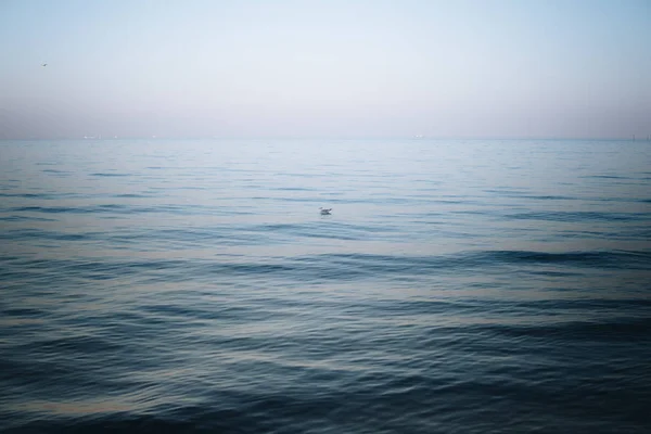Única Gaivota Nadando Mar Calmo — Fotografia de Stock
