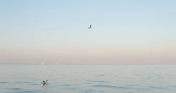 Única Gaivota Voando Sobre Mar Calmo Durante Pôr Sol — Fotografia de Stock