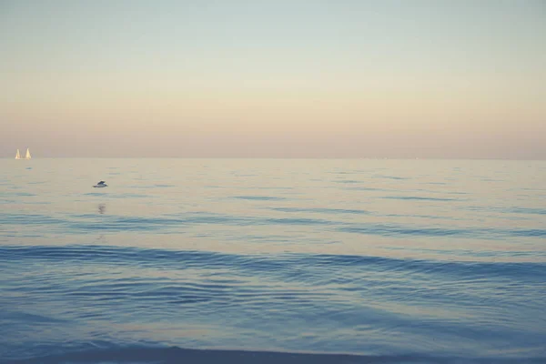 Única Gaivota Voando Sobre Mar Calmo Durante Pôr Sol — Fotografia de Stock