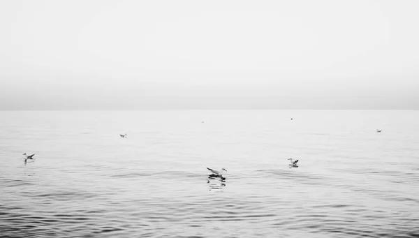 一天结束时 一群海鸥在平静的海面上游泳 — 图库照片