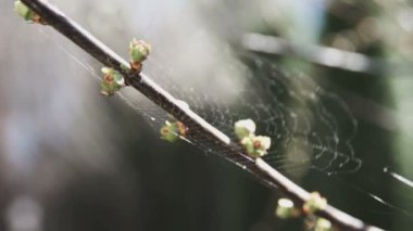 Aşırı yakın çekim tomurcukları şube ve örümcekler web üzerindeki güneşli bir gün bir rüzgarla sallayarak üzerinde erken bahar sırasında