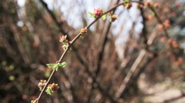 Ayrıntı tomurcukları, prunus triloba bir şube büyüyor
