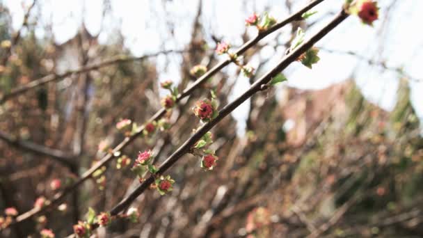 Buds Prunus Triloba — Vídeo de Stock