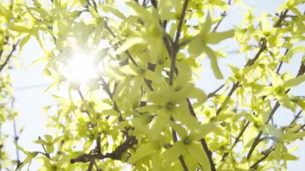 Close Van Forsythia Met Zon Achter — Stockvideo