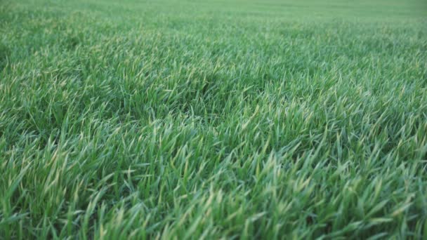 Steady Shot Van Kleine Groene Tarwe Groeien Het Veld — Stockvideo