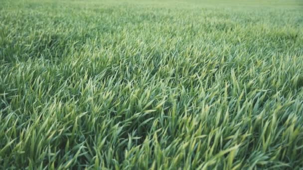 Горизонтальна Панорама Дрібної Зеленої Пшениці Росте Полі — стокове відео