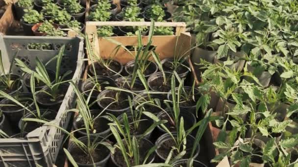 Farklı Türdeki Bitkiler Sebze Bir Sera Içinde Büyüyen Fidan Üzerinde — Stok video