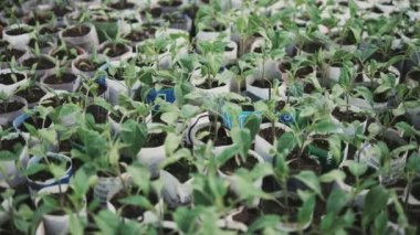 Kamera slayt üzerinde bir sera içinde büyüyen küçük domates fidesi