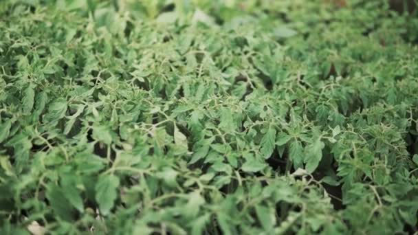 Cámara Deslizante Sobre Plántulas Tomates Pequeños Creciendo Dentro Invernadero — Vídeo de stock